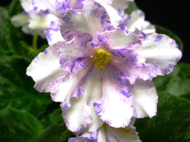 African Violet Chimera - Neptune's Jewels