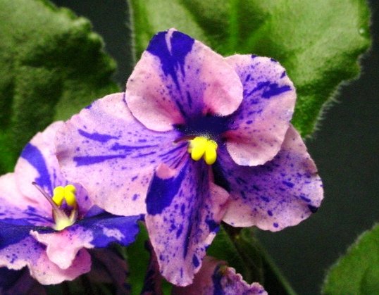African Violet Chimera - Party Fun